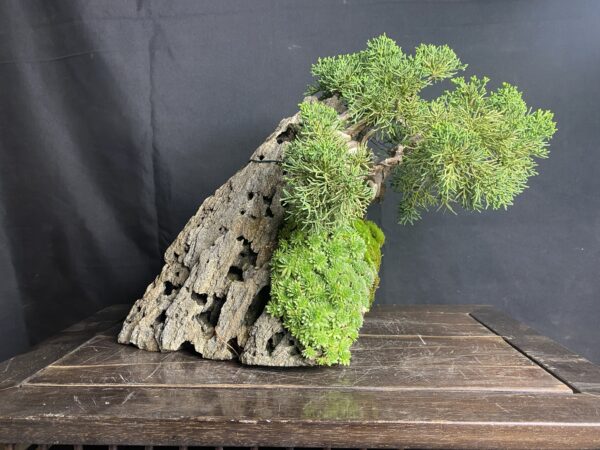 Bonsai