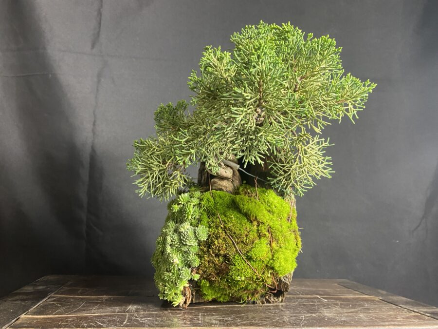 Bonsai - immagine 3