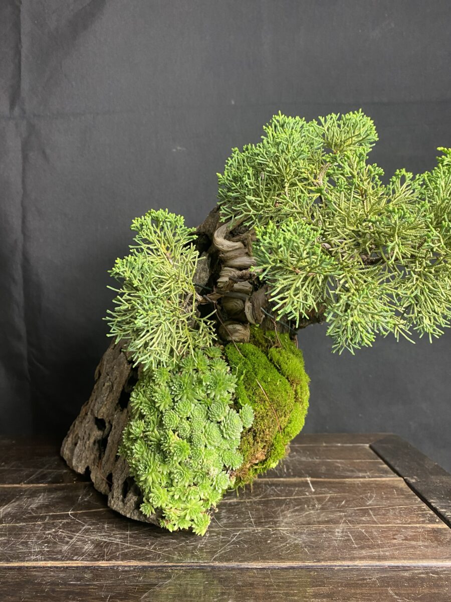 Bonsai - immagine 2