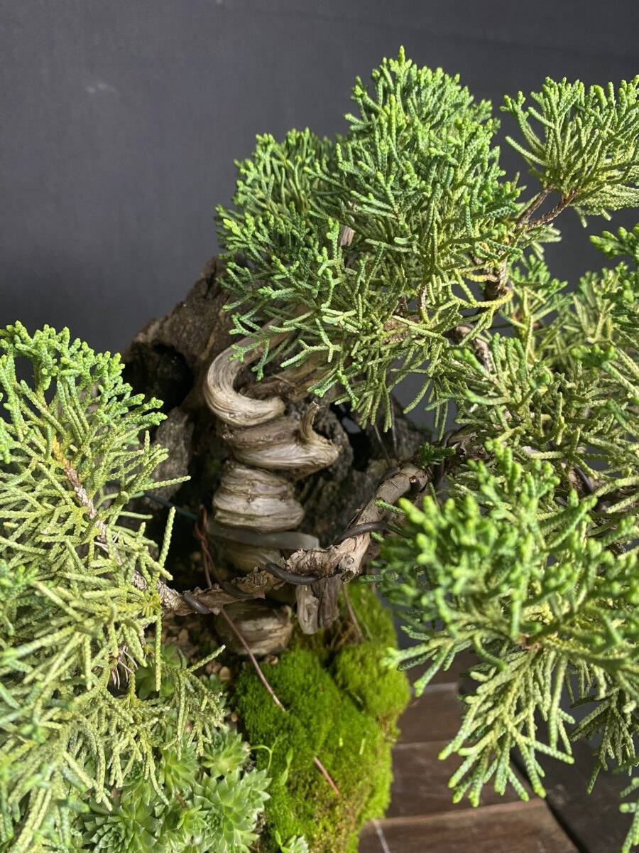 Bonsai - immagine 4