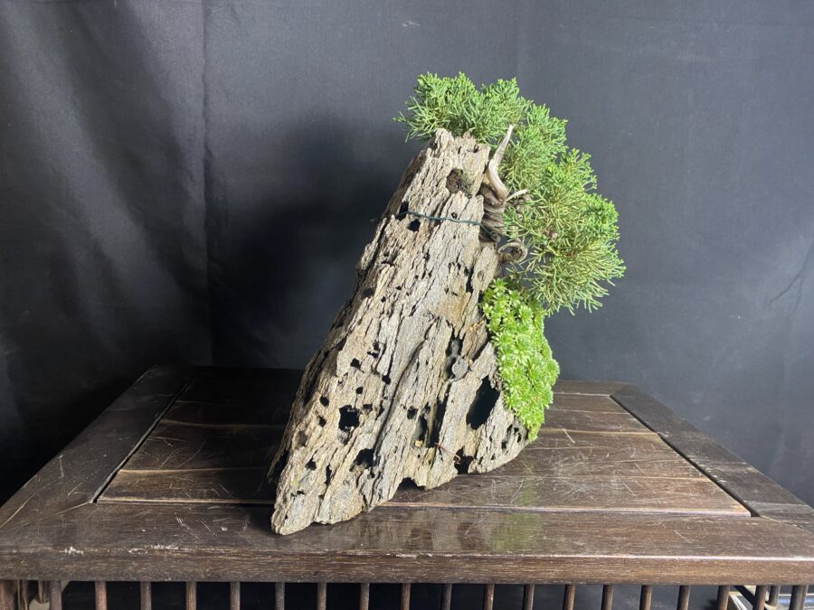 Bonsai - immagine 5